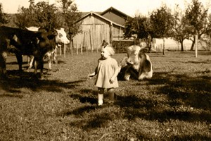 Ein kleines Mädchen auf einer Wiese zwischen Kühen.