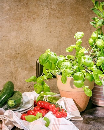 Kräuter in Töpfen und Zucchinis und Tomaten auf Tellern und Geschirrtüchern.