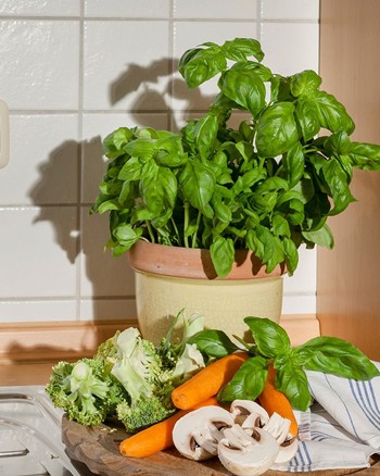 Frisches Gemüse auf einem Schneidbrett und ein Topf Basilikum in der Küche.