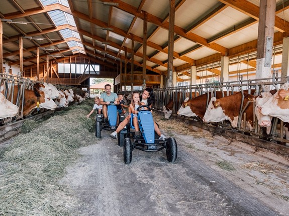 Eine Familie fährt auf Tret-Traktoren durch den Kuhstall.