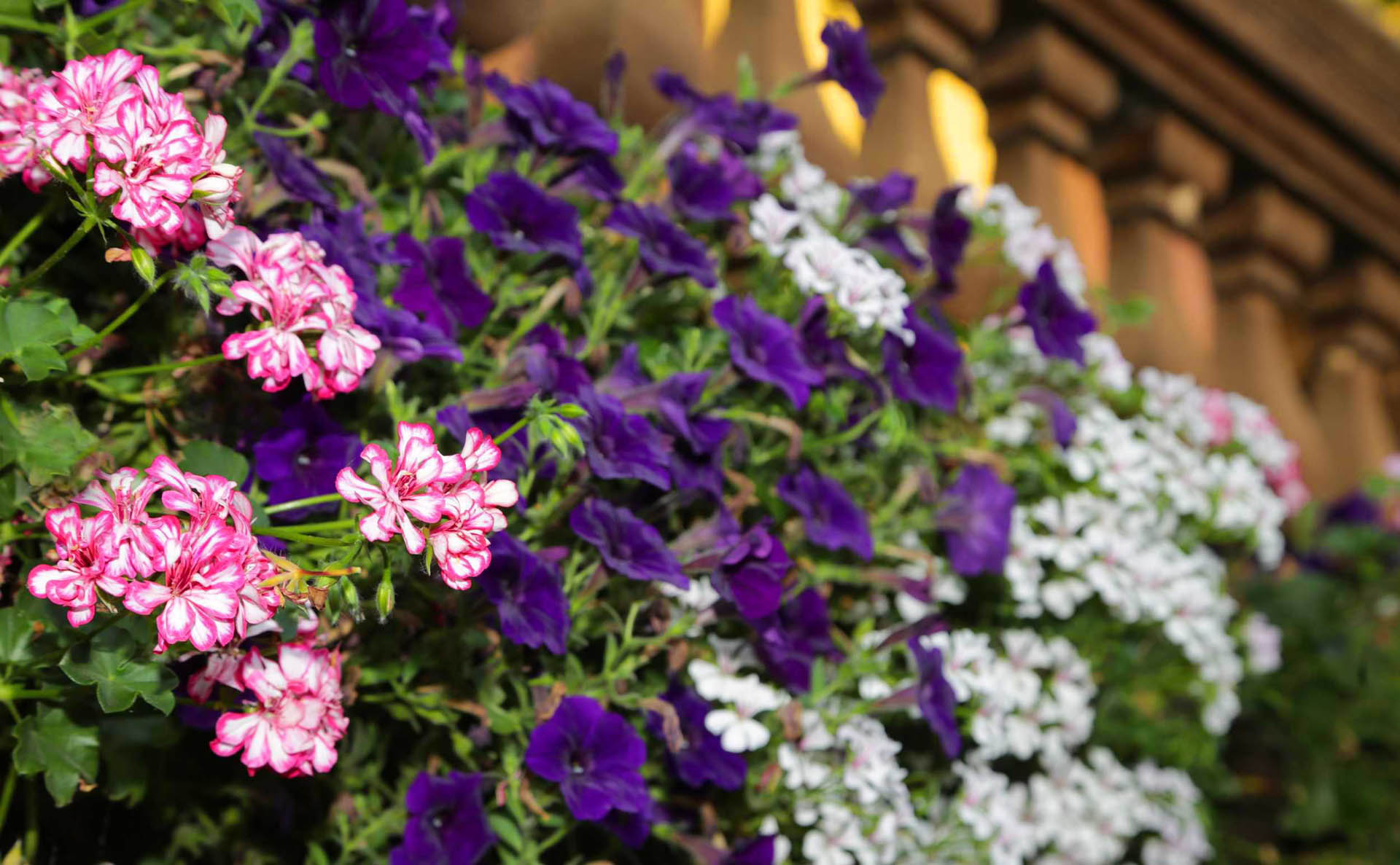 Balkonblumen, Huberhof Ollerding