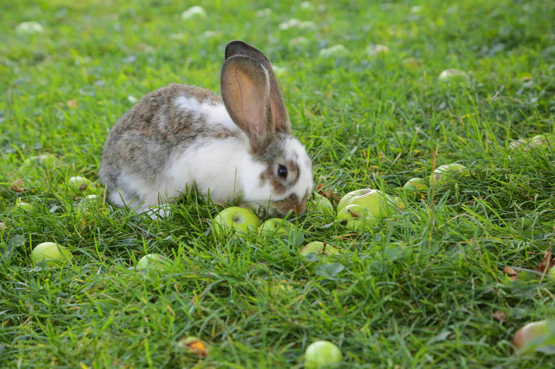 Hase unter Apfelbuam, Huberhof Ollerding