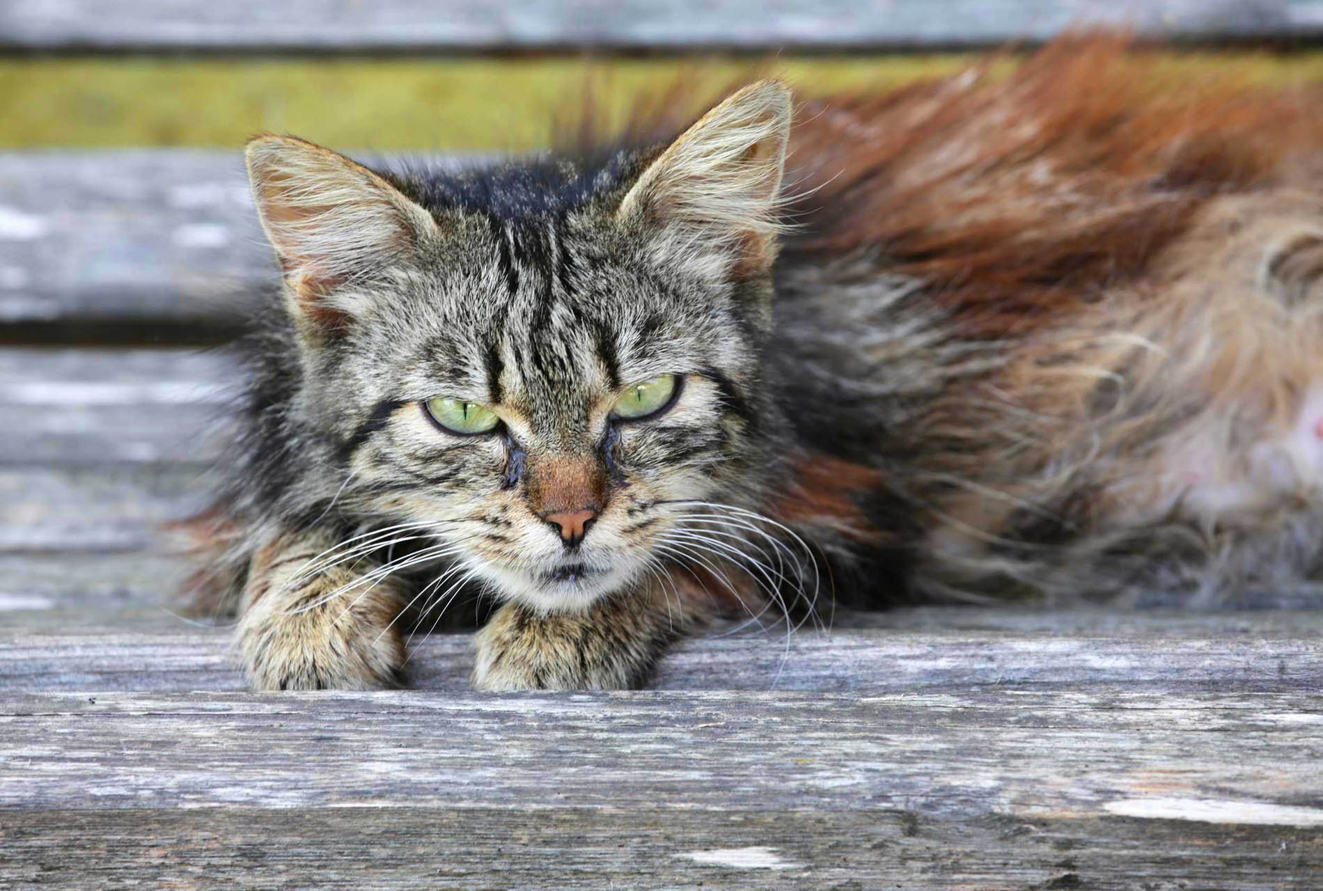 Tiere auf dem Huberhof Ollerding