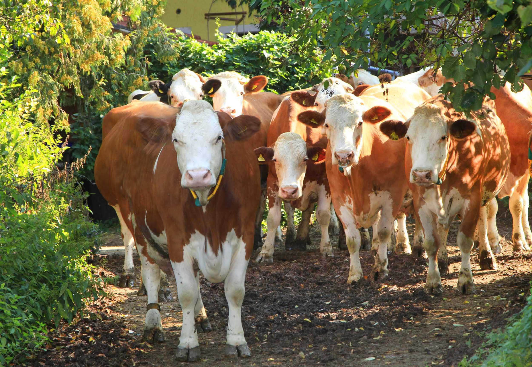 Tiere, Kühe, Huberhof Ollerding