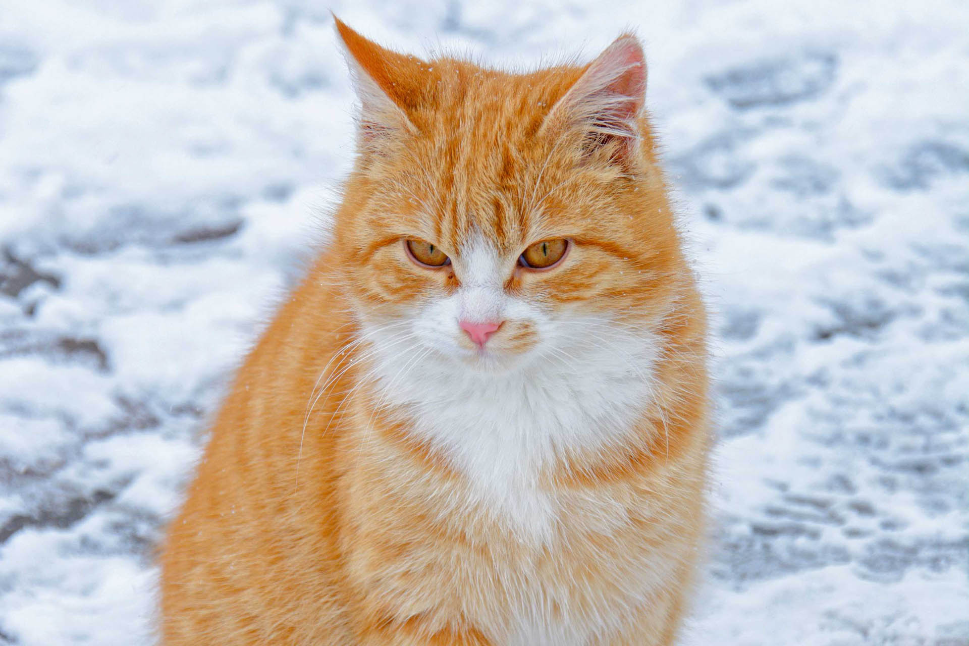 Winter, Katze im Schnee, Huberhof Ollerding