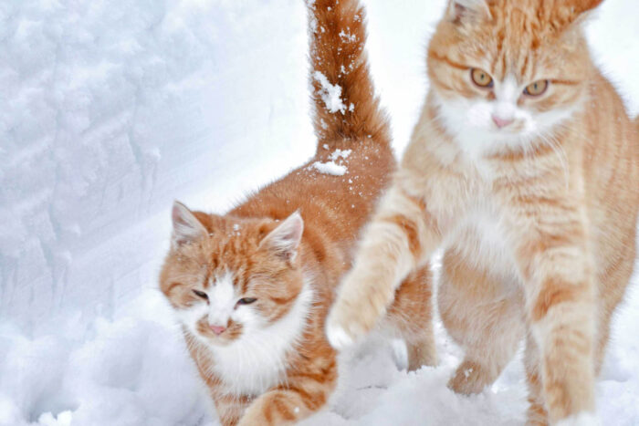 zwei Katzen im Schnee, Winter, Huberhof Ollerding