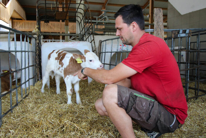 Huberhof Ollerding, Bauer Michi mit Kalb