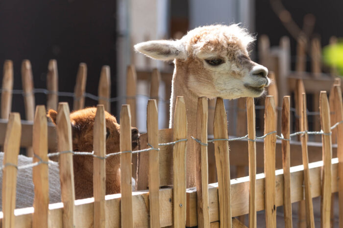 Huberhof Ollerding, Tierische Erlebnisse, Alpakas