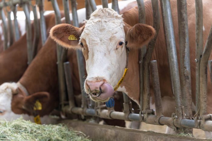 Huberhof Ollerding, Tierische Erlebnisse, Kuehe